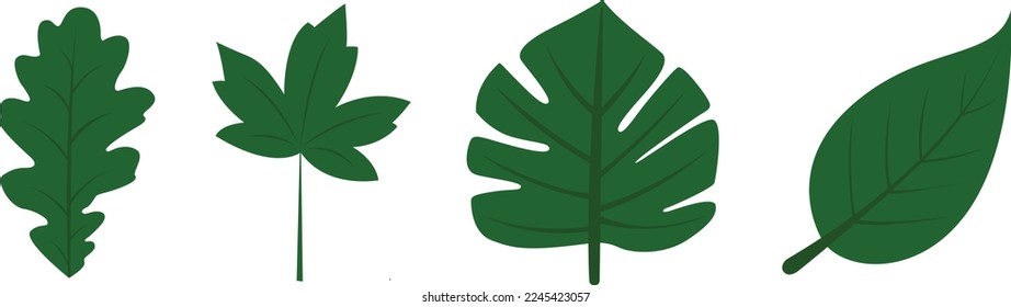illustration of various leaf shapes