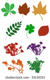 Illustration of various leaves