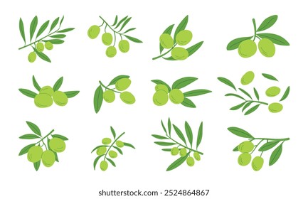 Ilustração de vários ramos de oliveira com azeitonas verdes e folhas.