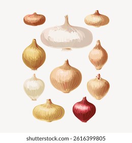 Illustration of various onions in different colors and sizes. Onions include white, yellow, and red. Each onion is detailed and distinct in shape. Element vector set.