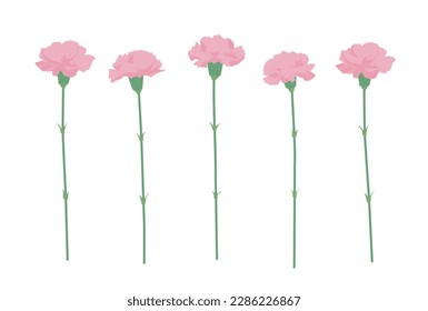 Illustration of various pink carnations, Vector illustration