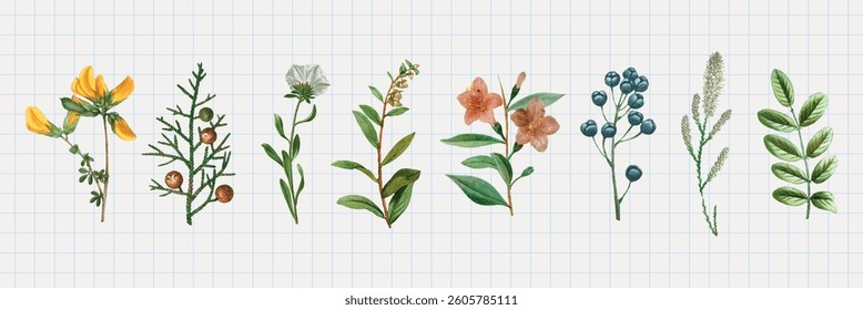 Illustration of various plants and flowers on grid paper. Includes yellow, white, and pink flowers, green leaves, and blue berries. Botanical art on grid paper. Botanical elements, vector set.
