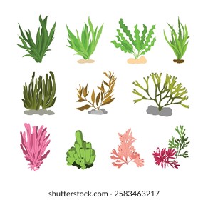 An illustration of various sea plants and corals, showcasing vibrant underwater flora with realistic textures and colors. For ocean-themed designs, educational materials, and decorative backgrounds.