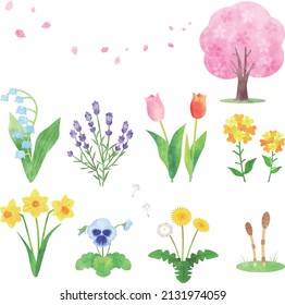 Illustration of various spring flowers, hand-painted watercolor