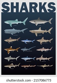 Ilustración de diversos tipos de tiburones en un conjunto adecuado para carteles