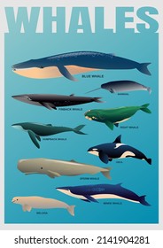 Illustration of various types of whales in one set, suitable for posters, children's books, backgrounds, stickers, icons