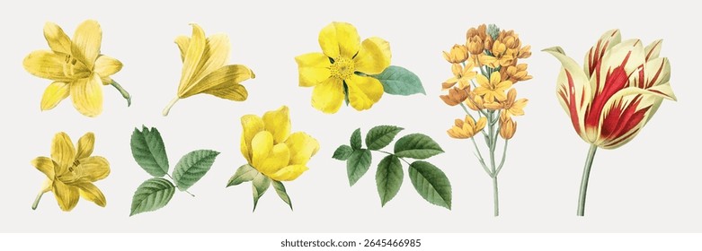Illustration of various yellow flowers and green leaves. Yellow flowers in different shapes, with green leaves. Vibrant yellow and green botanicals. Spring flower illustrations, isolated vector set.