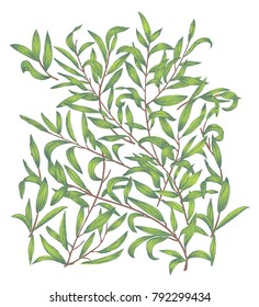 Illustration vector background pattern with laurel branch with leaves on a white background