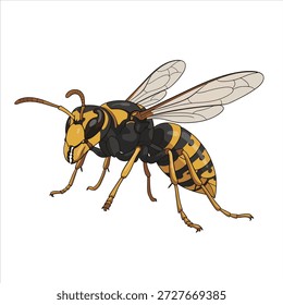Vetor de ilustração de uma bela vespa