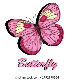 an illustration vector of butterfly on white isolated.