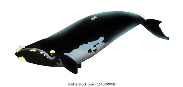 Illustration And Vector Of Cartoon Realistic Pygmy Sperm Whale On White Background