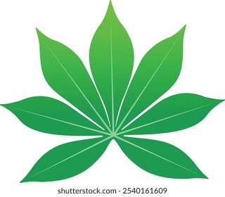 Illustration vector Cassava green Leaf or Manihot esculenta or manioc isolated on transparent background.