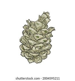 Illustration vector of a Christmas tree cone isolated on a white background. Natural cedar cone for printing on clothes, logo, emblem, print, blank for designers