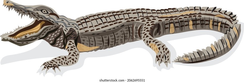 illustration vector crocodile lying in the sun on land suitable for poster work Other designs 