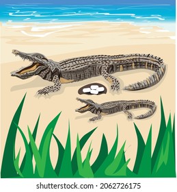 illustration vector crocodile lying in the sun on land suitable for poster work Other designs , eggs