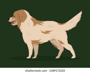 Illustration vector dog labrador, flat style. Big fluffy dog isolated. Golden retriever white and red.