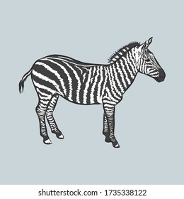 illustration vector doodle hand drawn of sketch zebra standing isolated on white. Zebra, vector sketch illustration