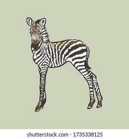 illustration vector doodle hand drawn of sketch zebra standing isolated on white. Zebra, vector sketch illustration