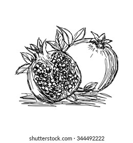 illustration vector doodle hand drawn of sketch pomegranate isolated
