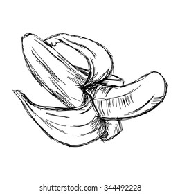illustration vector doodle hand drawn of sketch banana isolated