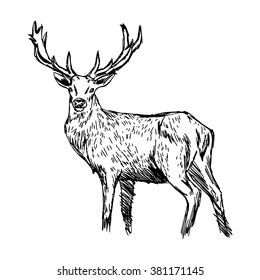 illustration vector doodle hand drawn of sketch reindeer isolated on white