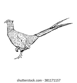 illustration vector doodle hand drawn of sketch common Pheasant (Phasianus colchicus) isolated