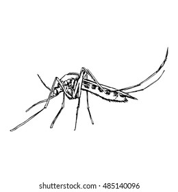 illustration vector doodle hand drawn of  sketch mosquito isolated on white background