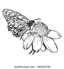 illustration vector doodles hand drawn daisy flower with butterfly