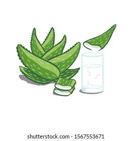 Illustration vector of fresh Aloe with essential oil on tropical leaves