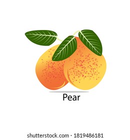 illustration vector of fruit. pear and leaves. eps 10