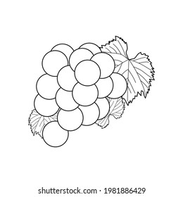 vector ilustrativo de fruto de uva. símbolo de uva. icono de línea de uva aislado en fondo blanco