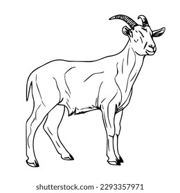 Illustration vector graphic of 2D line art image of a goat sheep on a white background perfect for wall decoration, wall painting, magazine elements, t-shirt, decoration, miniature, clothing design