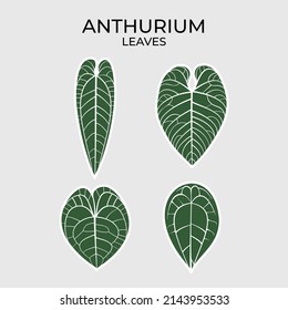 Illustration vector graphic of Anthurium leaves, one of the biggest houseplant genus. Contain Anthurium warocqueanum, regale, clarinervium and forgetii. Suitable for nature and tropical content.