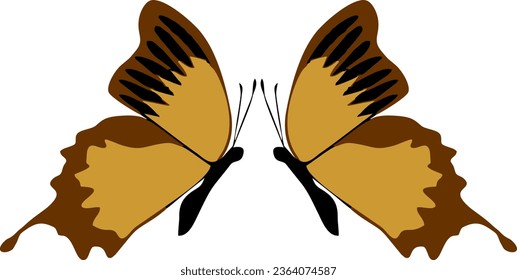 illustration vector graphic of butterfly on a white background