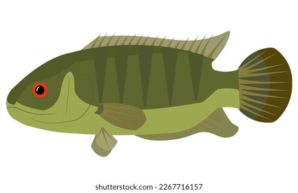 Illustration vector graphic of climbing perch fish on isolated white background. Perfect for children book cover, children coloring book, children education book, etc.