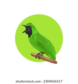 Illustration vector graphic of cucak ijo bird.suitable for shirt design, logo design,etc