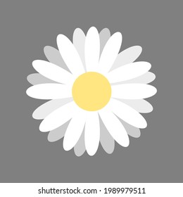 Illustration vector graphic of daisy