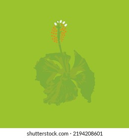 illustration vector graphic of dark green hibiscus rosa in vertical or portrait position with light green background