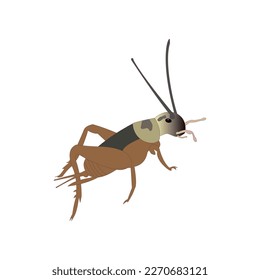 Illustration vector graphic design of a cricket nice education information and etc