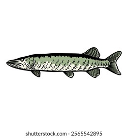 illustration vector graphic fish for design, template, elemen, illustration, etc