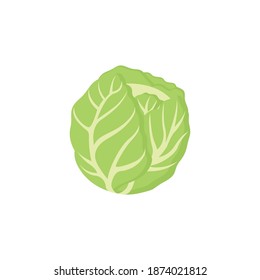 illustration vector graphic of green cabbage vegetable isolated. cabbage for farm market, vegetarian salad recipe design. Vector illustration in flat style