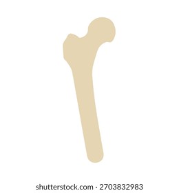 Illustration vector graphic of Human Thigh Bone Icon