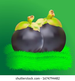 illustration vector graphic of Isolated mangosteens. Mangosteens Queen of fruits on green background