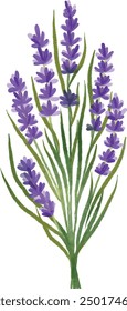 Ilustración Vector gráfico de lavanda. Bueno para el diseño floral.