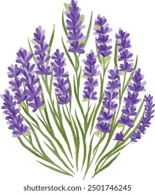 Illustration vector graphic of lavender. Good for floral design.