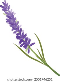 Ilustración Vector gráfico de lavanda. Bueno para el diseño floral.