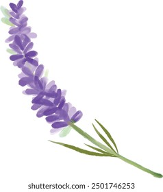 Ilustración Vector gráfico de lavanda. Bueno para el diseño floral.