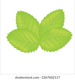 Illustration vector graphic of leaf, Leaf icon vector set isolated on white background. Various shapes of green leaves of trees and plants. Elements para eco y bio logo.