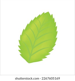 Illustration vector graphic of leaf, Leaf icon vector set isolated on white background. Various shapes of green leaves of trees and plants. Elements para eco y bio logo.