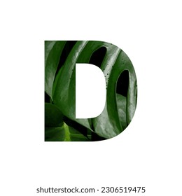 Gráfico vectorial de ilustración de la letra D. Carta del alfabeto. Motif de hoja. EPS.